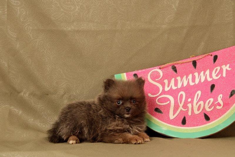 puppy, for, sale, Pomeranian, Matthew B. Stoltzfus, dog, breeder, Gap, PA, dog-breeder, puppy-for-sale, forsale, nearby, find, puppyfind, locator, puppylocator, aca
